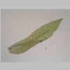 Leaf 10er 01.jpg